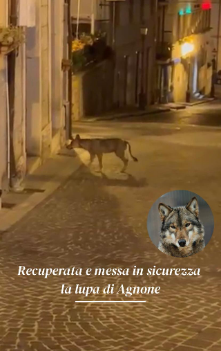 Agnone - Catturata lupa in pieno centro abitato